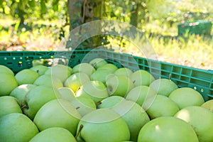 Green Ripe ApplesÂ in Plastic Crates,Â Orchard, Apples Ready for Market